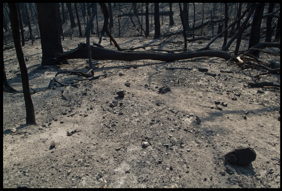 Fire ravaged bush on a walk between Kinglake and Ninks Rd - St Andrews - 31 March 2009 - Lloyd Godman