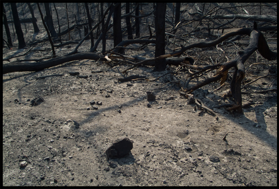 Fire ravaged bush on a walk between Kinglake and Ninks Rd - St Andrews - 31 March 2009 - Lloyd Godman