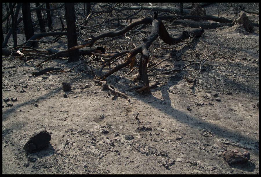 Fire ravaged bush on a walk between Kinglake and Ninks Rd - St Andrews - 31 March 2009 - Lloyd Godman