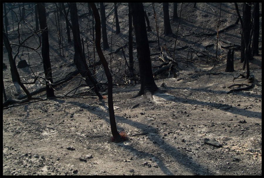 Fire ravaged bush on a walk between Kinglake and Ninks Rd - St Andrews - 31 March 2009 - Lloyd Godman