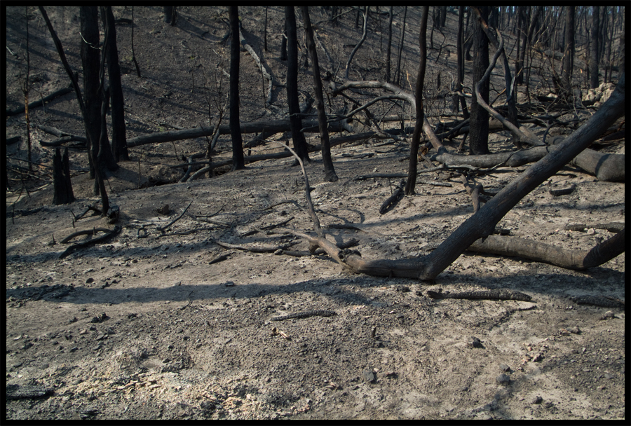 Fire ravaged bush on a walk between Kinglake and Ninks Rd - St Andrews - 31 March 2009 - Lloyd Godman