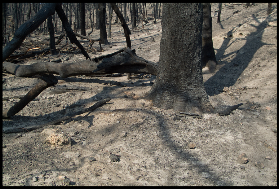 Fire ravaged bush on a walk between Kinglake and Ninks Rd - St Andrews - 31 March 2009 - Lloyd Godman