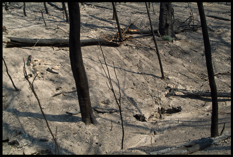 Fire ravaged bush on a walk between Kinglake and Ninks Rd - St Andrews - 31 March 2009 - Lloyd Godman