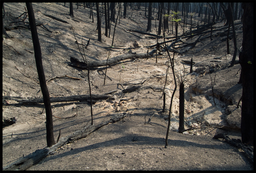 Fire ravaged bush on a walk between Kinglake and Ninks Rd - St Andrews - 31 March 2009 - Lloyd Godman