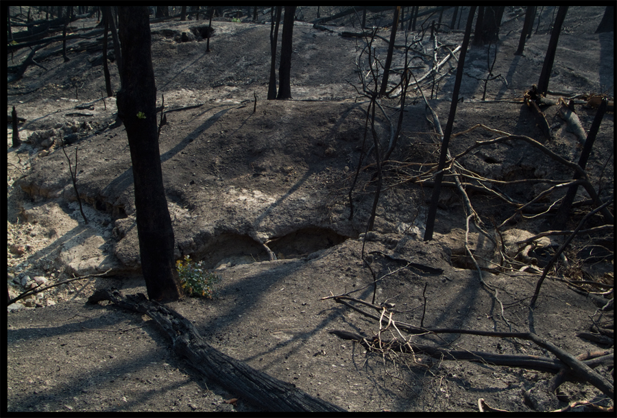 Fire ravaged bush on a walk between Kinglake and Ninks Rd - St Andrews - 31 March 2009 - Lloyd Godman