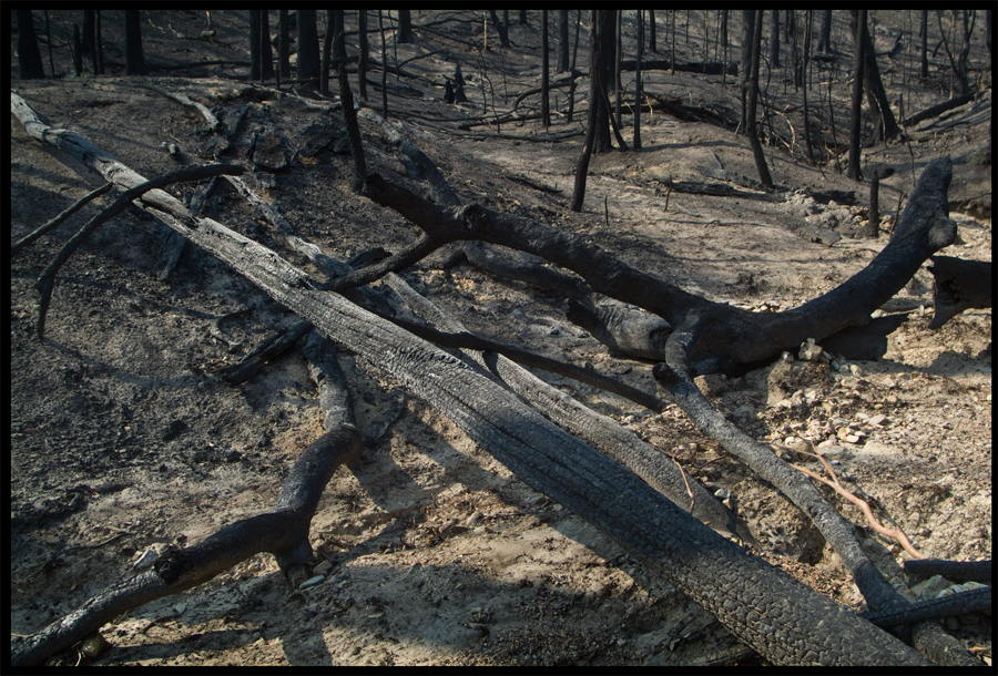 Fire ravaged bush on a walk between Kinglake and Ninks Rd - St Andrews - 31 March 2009 - Lloyd Godman