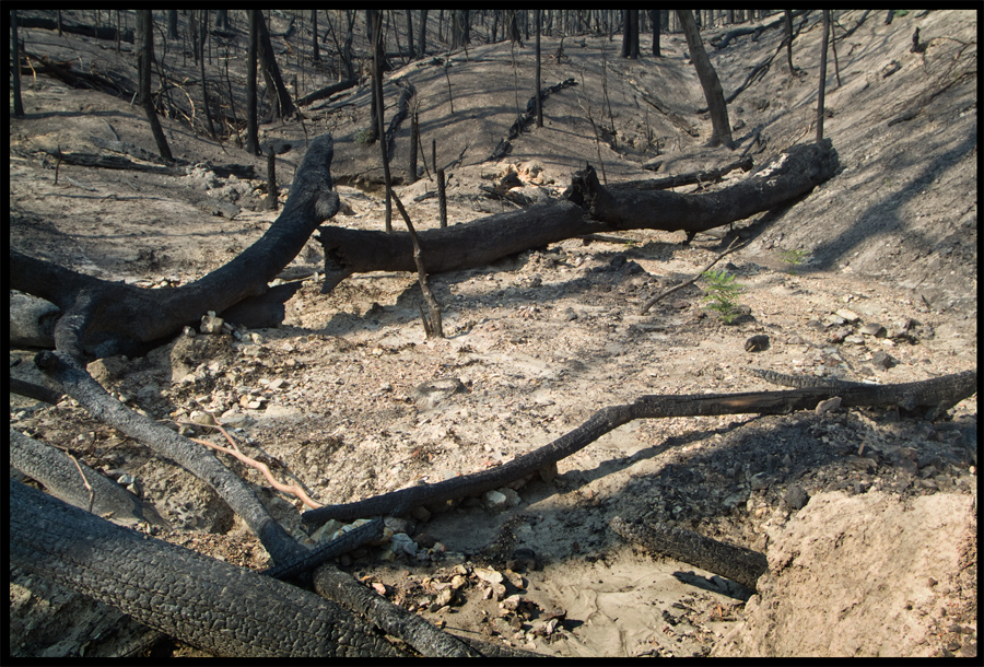 Fire ravaged bush on a walk between Kinglake and Ninks Rd - St Andrews - 31 March 2009 - Lloyd Godman