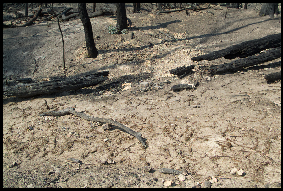 Fire ravaged bush on a walk between Kinglake and Ninks Rd - St Andrews - 31 March 2009 - Lloyd Godman