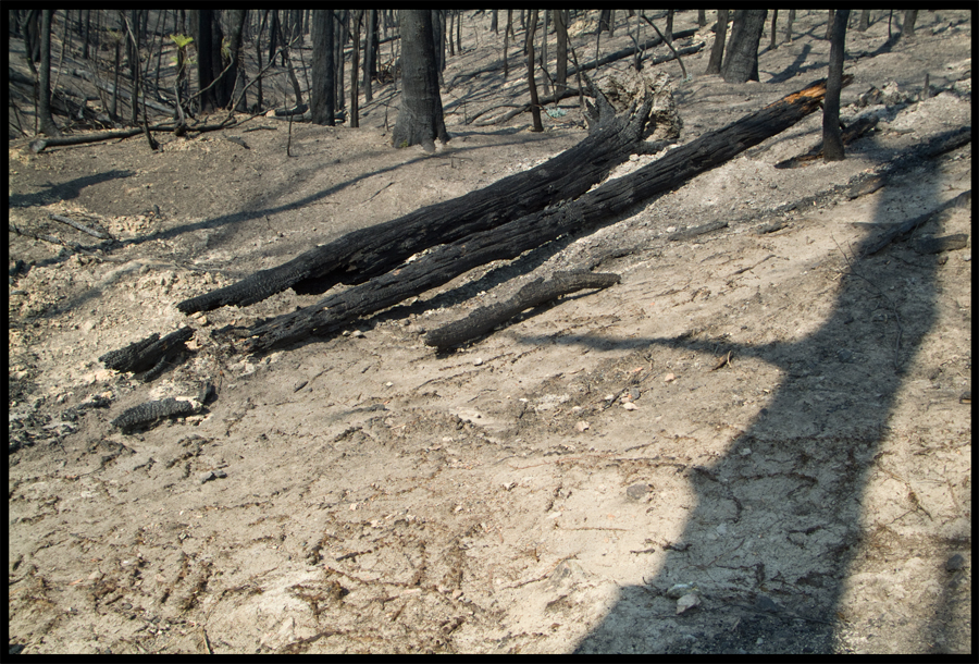 Fire ravaged bush on a walk between Kinglake and Ninks Rd - St Andrews - 31 March 2009 - Lloyd Godman