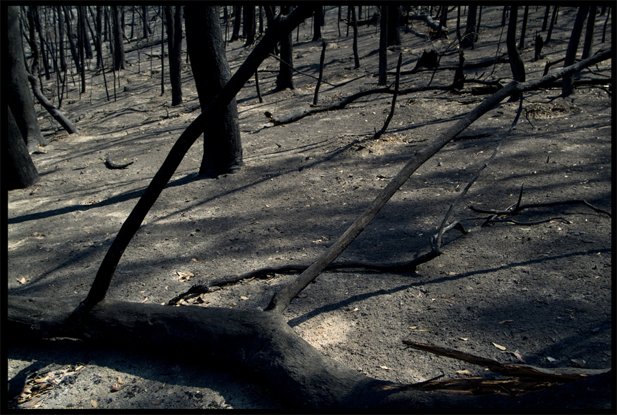 detail left - entropy I - From Kinglake looking down the valley toward St Andrews - Feb 17 2009 - Lloyd Godman