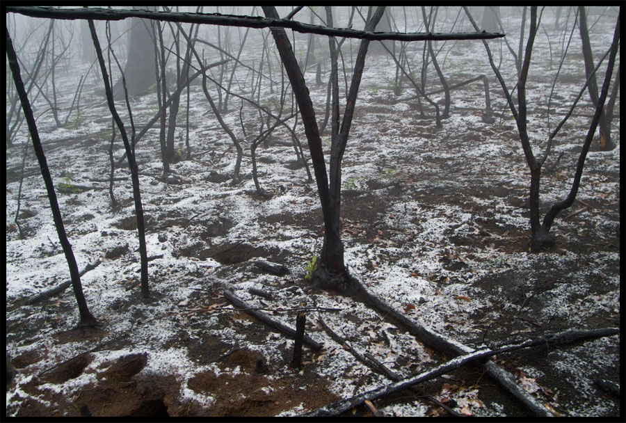 walk in the fog and snow, Kinglake - June 10, 2009 , lloyd godman