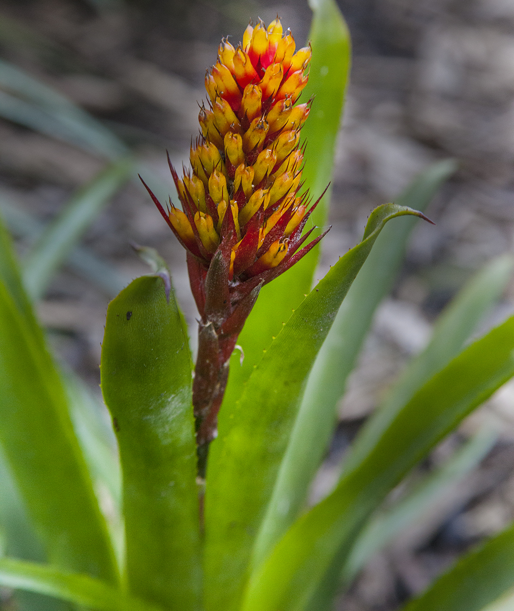 Aechmea morgan aerosa
