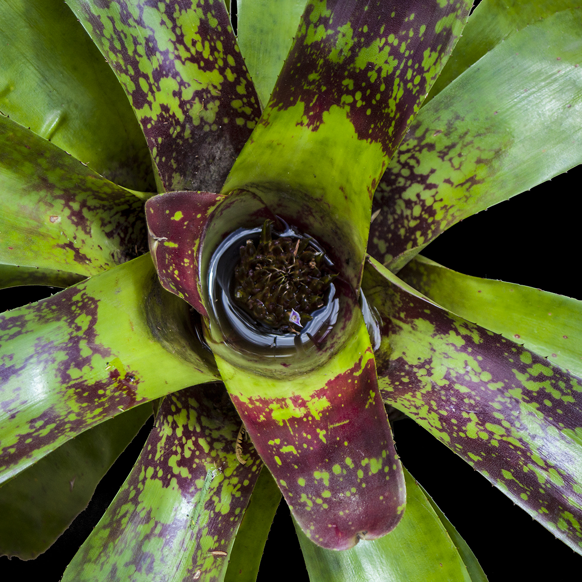 Neoregelia Hybrid no 221 - Neoregelia Conventryii Midgetana Familyii - Hybrid - Lloyd Godman 