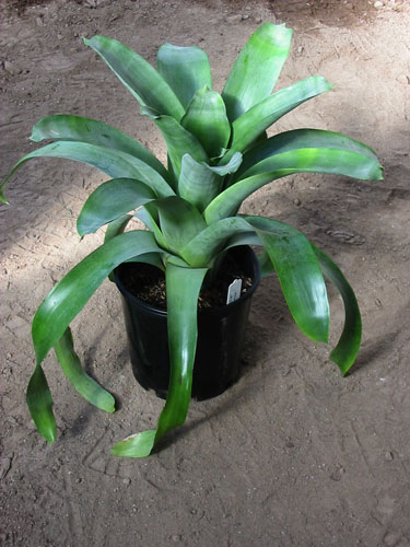 Aechmea Frederike