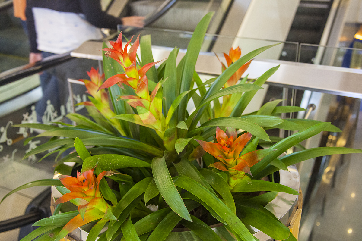 A bold clump of Guzmania placed at the bottom of an escalator in a shopping center