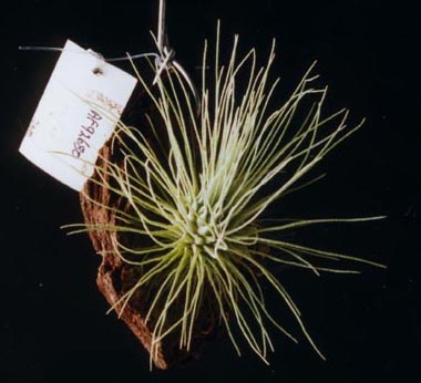 Tillandsia Fuchsii X Gracilis