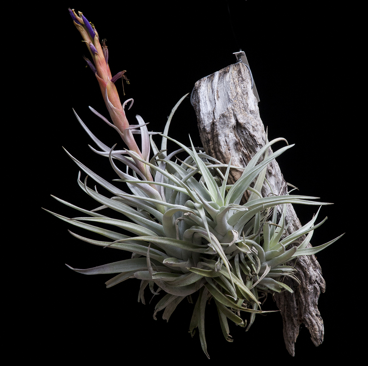 Tillandsia harrisii large form in flower, photo Lloyd Godman