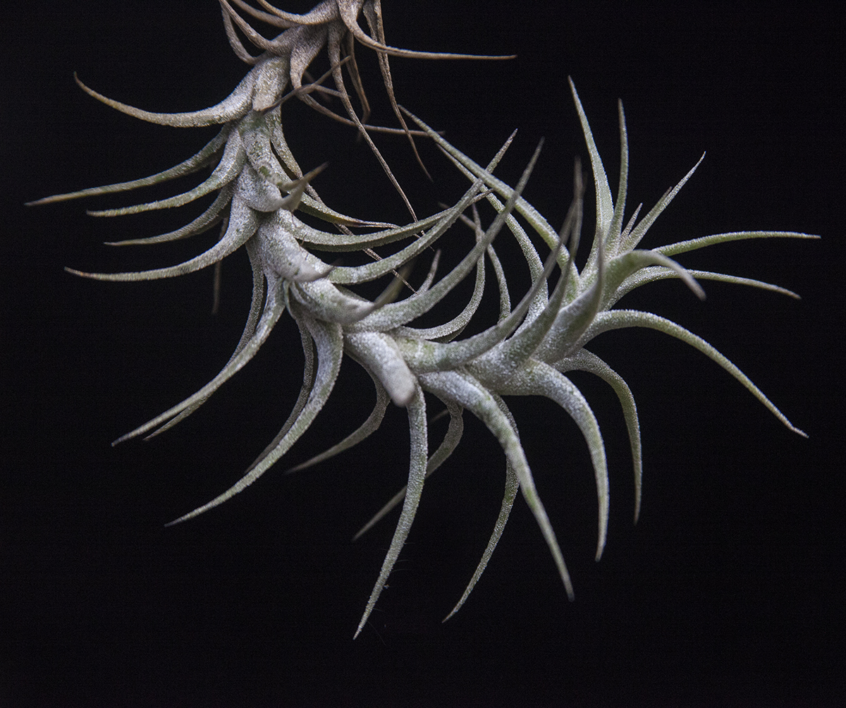 Tillandsimania - is an interactive PDF and a work in progress which is updated annually for more information - Tillandsia – air plant E book

$32 Australian including P&P To purchase a DVD 

email lloydgodman at gmail.com




Tillandsia latifolia V angustifolia
