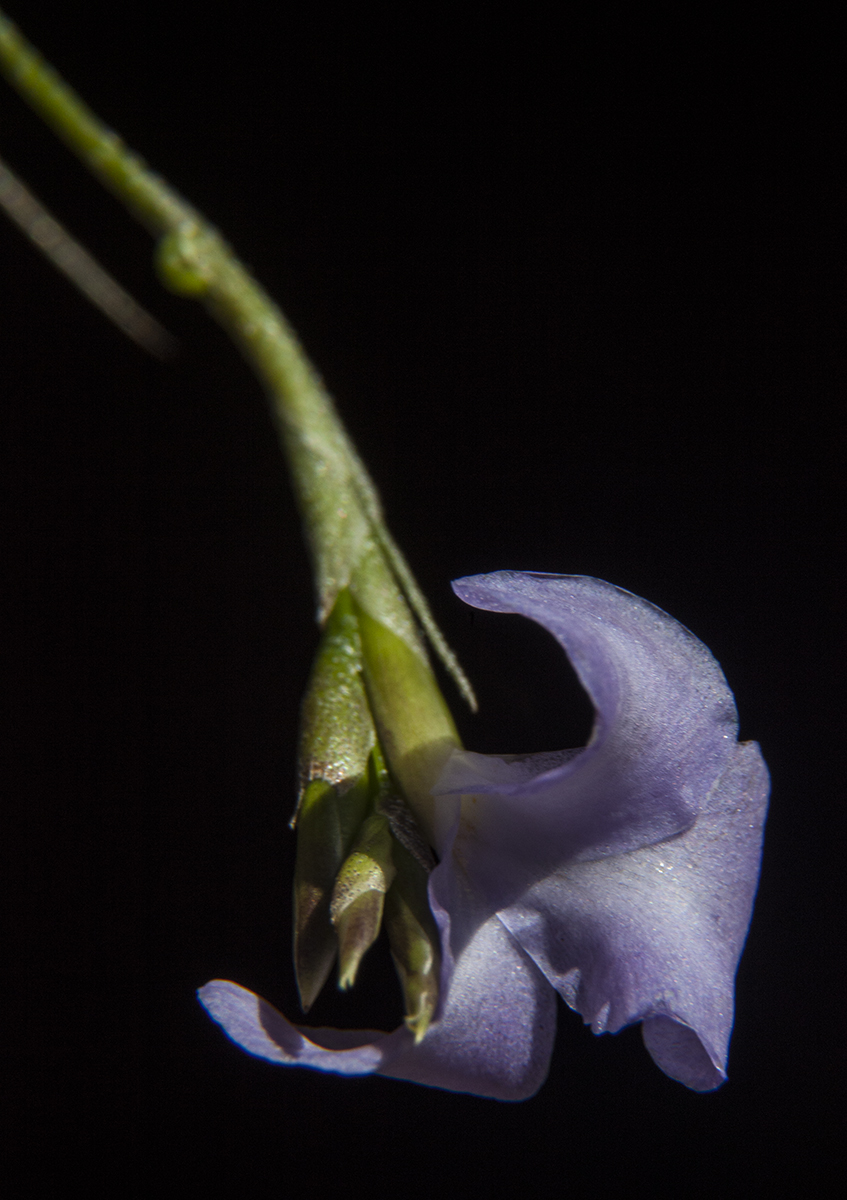 Tillandsia caerulea flower