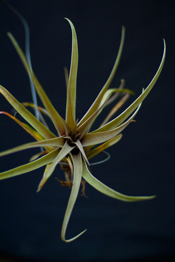 Tillandsia capitata peach Lloyd Godman