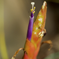 Tillandsia Fusciculata 