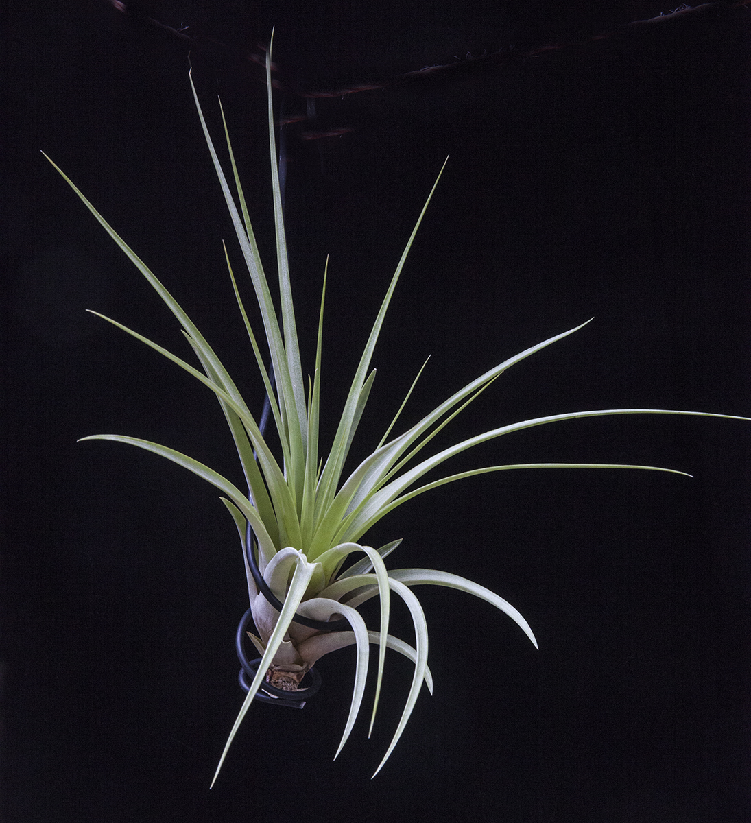 Tillandsia fasciculata Estie, catalogue of Bromeliad plants