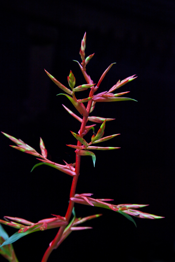 Tillandsia guatemalensis flower spike