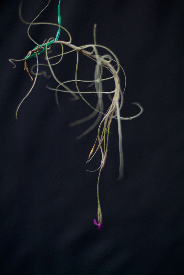 Single plant of Tillandsia mallemontii