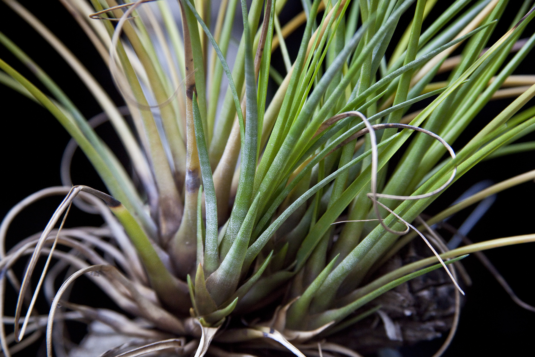detail of Tillandsia Tricolor showing pup growth from base