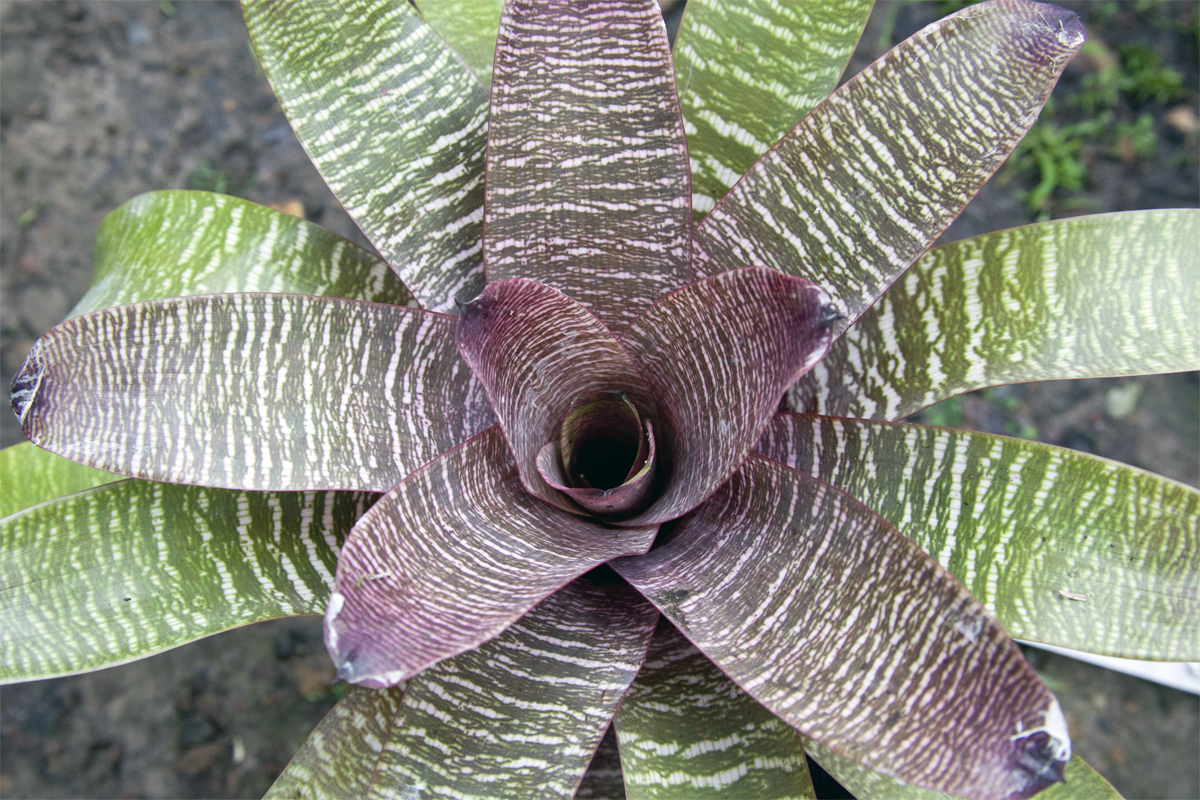 Vriesea  Fosteriana Red