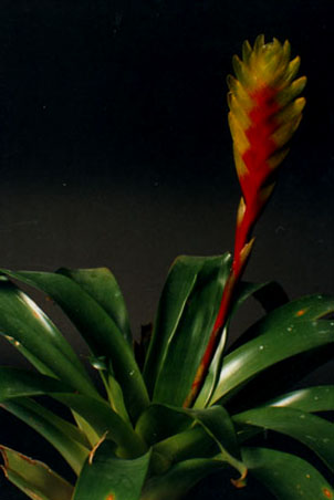 Vriesea Mariae (Painted feather) 