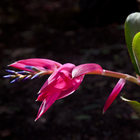 Quesnelia Liboniana