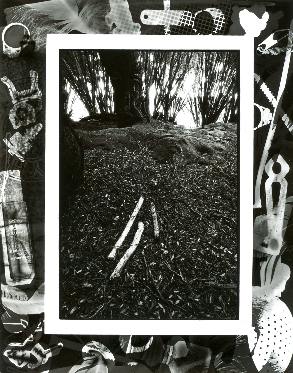 Rata Forest Floor Terror Cove, Main auckland Island, Lloyd Godman