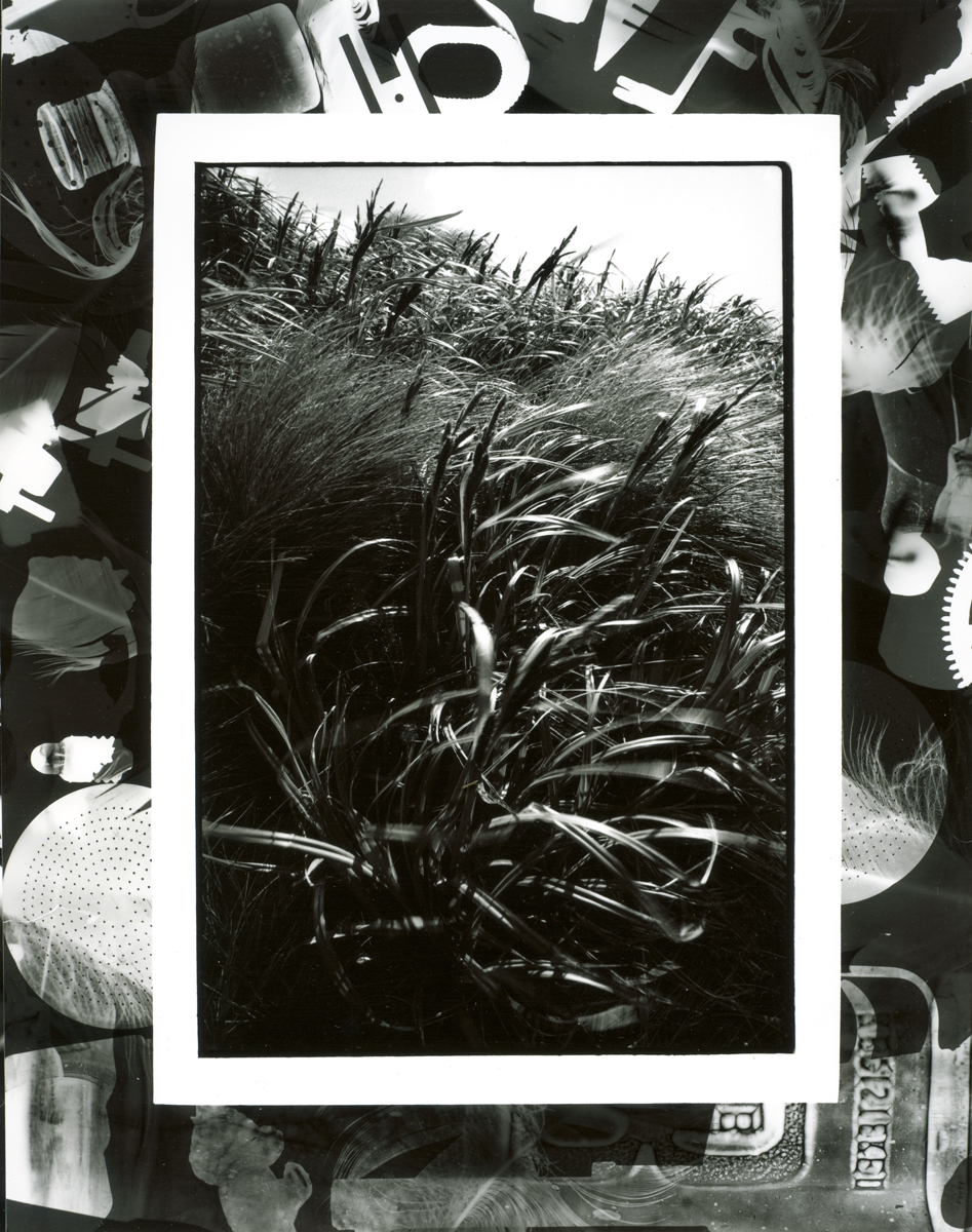 Carex tifida, Ocean Island, lloyd Godman