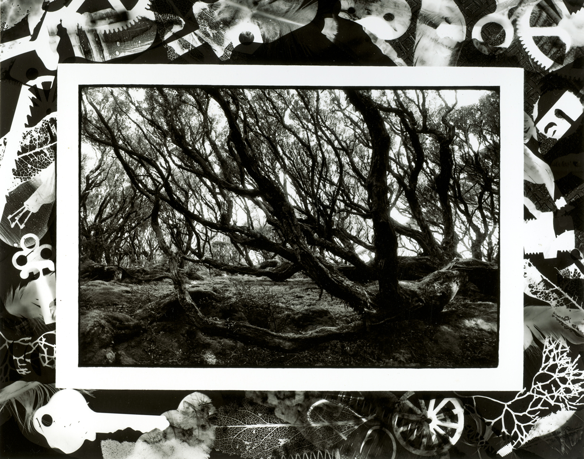 Rata Forest, Erebus Cove, Main Auckland Island