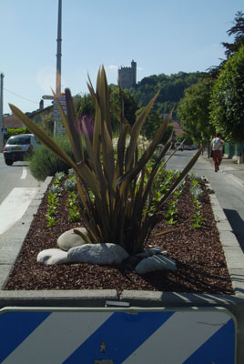 Cordyline, Crest, Drome Valley, France.