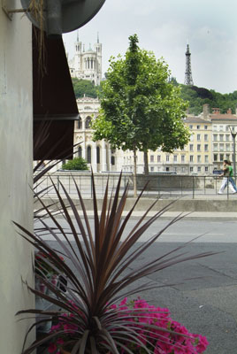 Cordyline, Lyon, France.