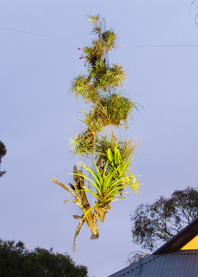 Tillandsia Spriral - Baldessin Press - Lloyd Godman - 2008