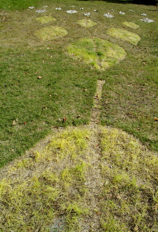 LEAF Impression - photosynthetic image on grass - Lloyd Godman 2007