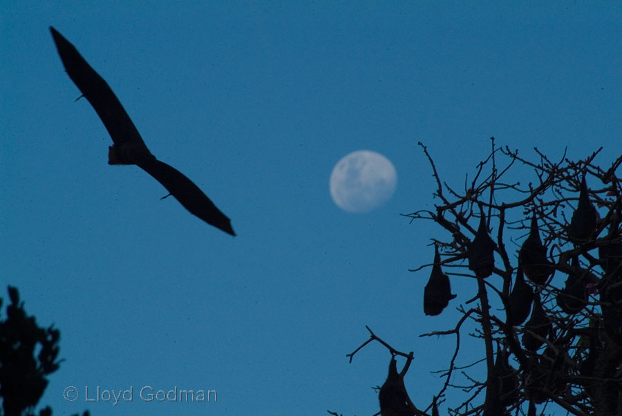 Friut Bats, Sydney Botanical Gardens, NSW, Australia - photograph © Lloyd Godman