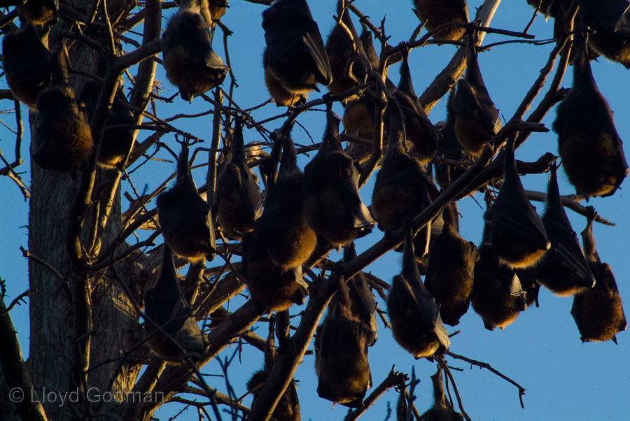 Friut Bats, Sydney Botanical Gardens, NSW, Australia - photograph © Lloyd Godman