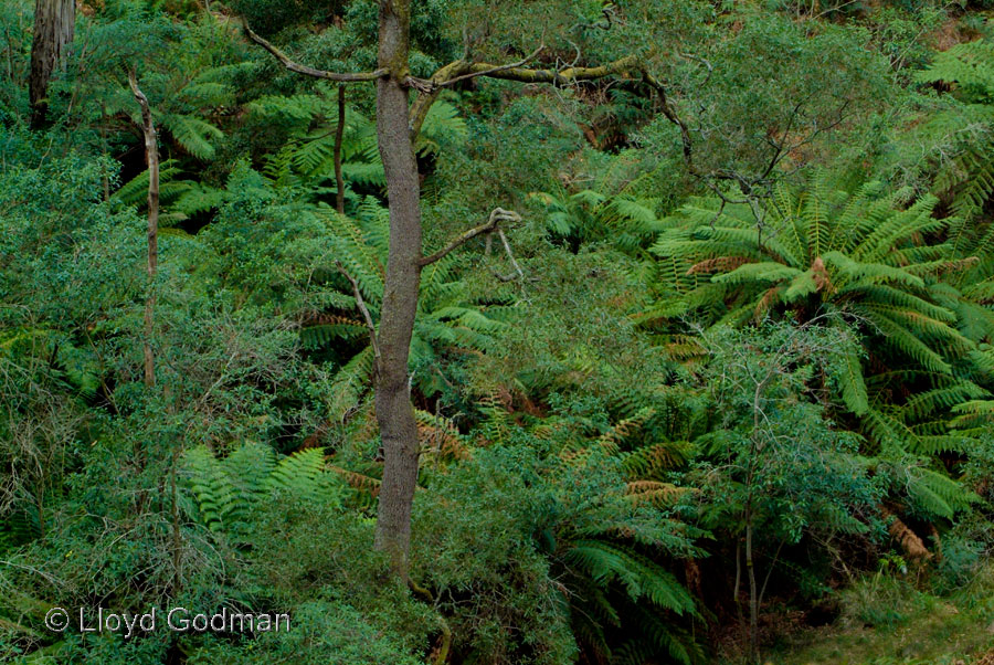 Bush, Victoria, Australia - photograph - © Lloyd Godman