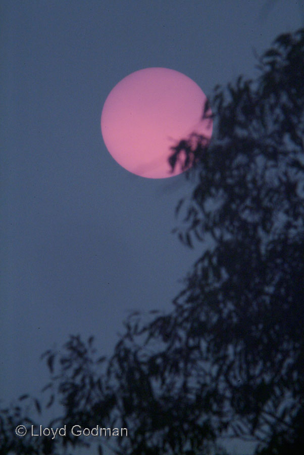 Smoke from Bush fire, colouring the sky, Kinglake, Australia - photograph - © Lloyd Godman