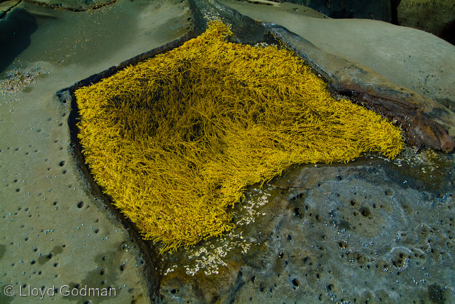 Rock Pool, Blanket Bay, Cape Otway, Victoria, Australia