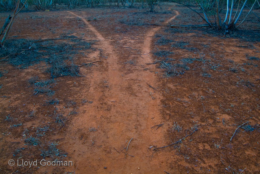 Desert track, Lake Mungo, Australia - photograph - © Lloyd Godman