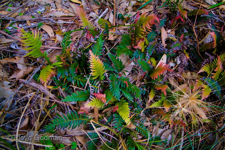 Ferns, Forest floor, Mystery Bay, NSW, Australia - photograph - © Lloyd Godman