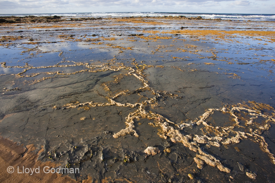 Photograph of stream outlet, Harmers Haven Victoria, Austaralia