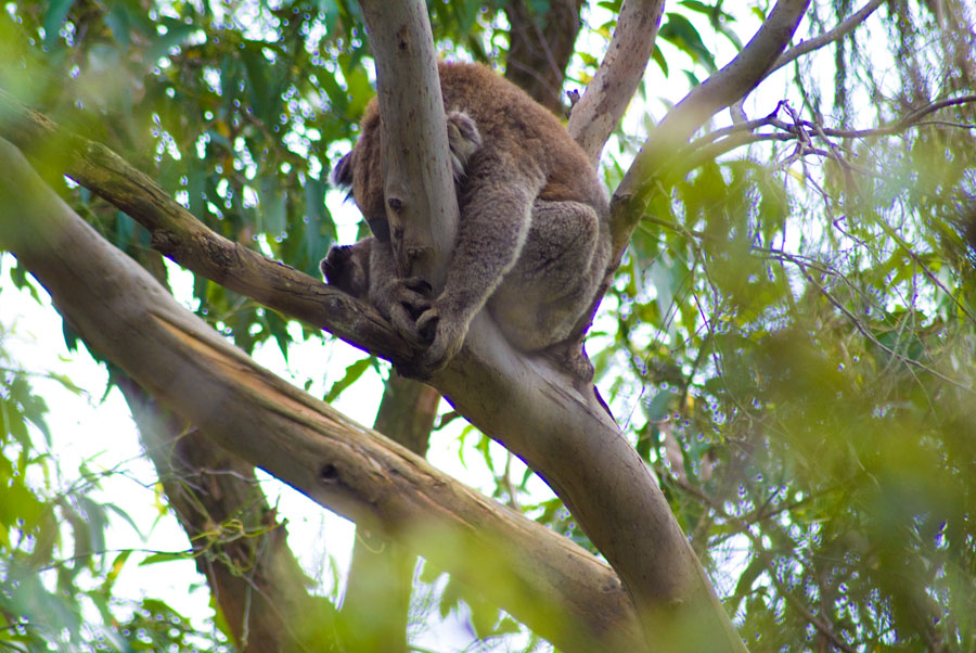 Koala, Cape Otway, Australia