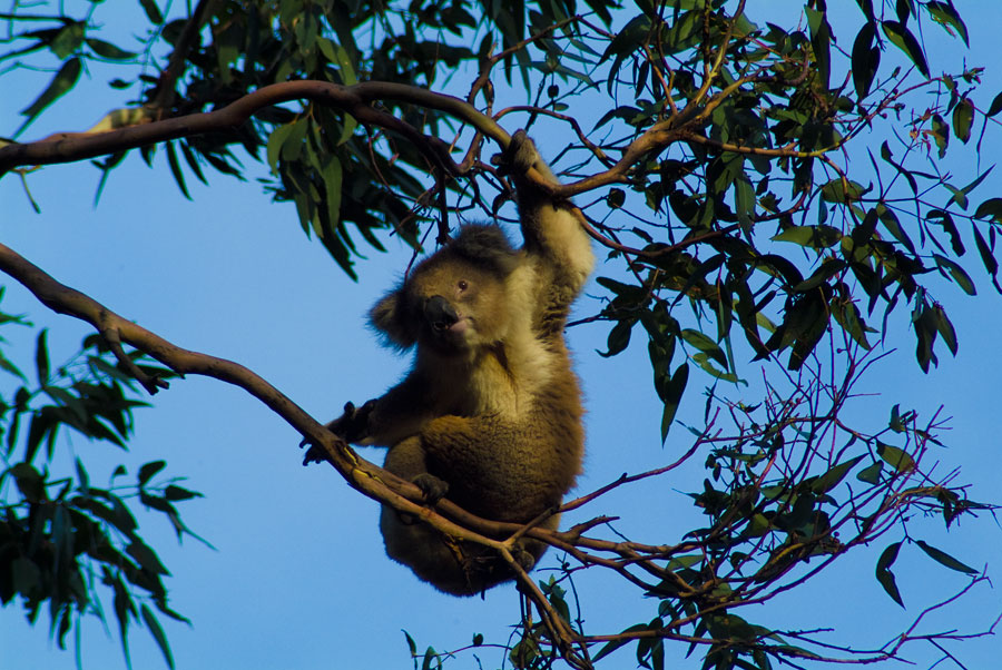 Koala, Cape Otway, Australia