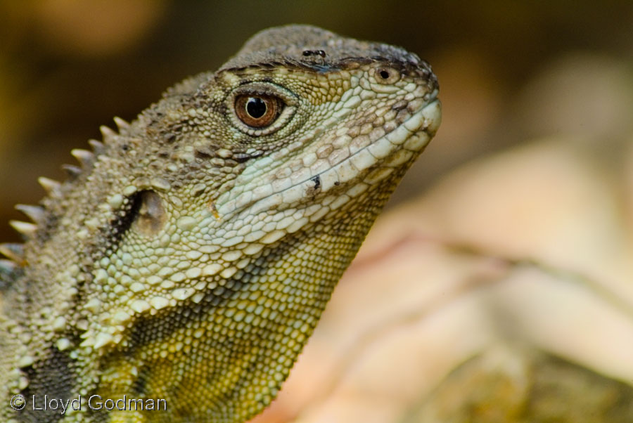 Lizard, Canberra, Australia